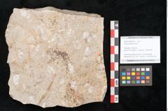 Foto (Objekt + Etikett) von Chara meriani Braun (NHMW-GEO-2024-0188-6721)